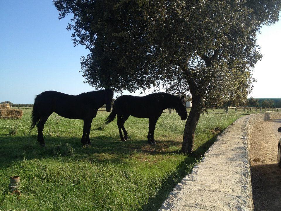Masseria Autigne Отранто Екстериор снимка